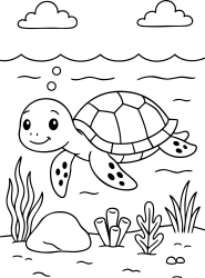 Medium Turtle